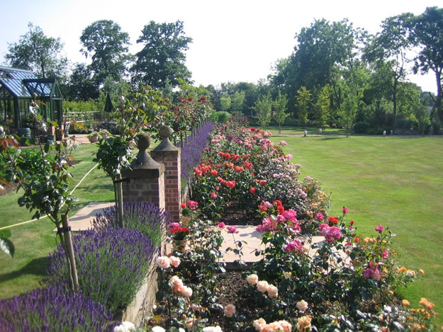 planting and soft landscaping roses